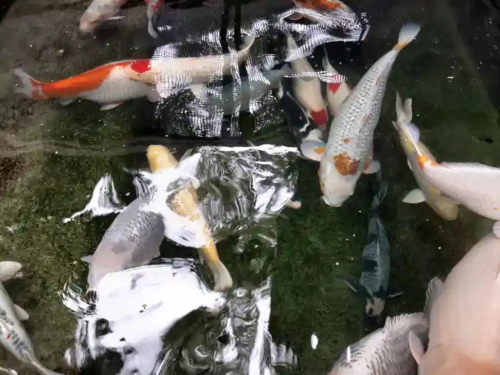 大聖観音寺(あびこ観音)の動物