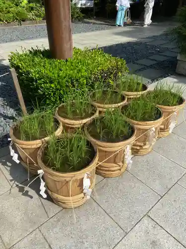 東京大神宮の庭園