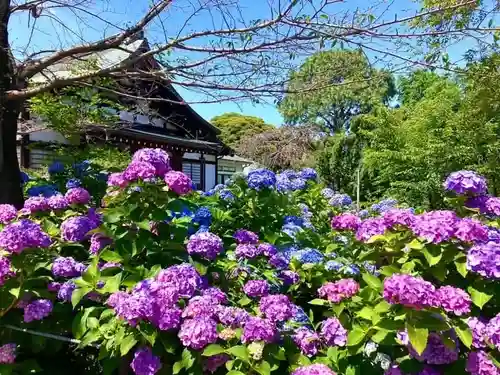 本土寺(千葉県)