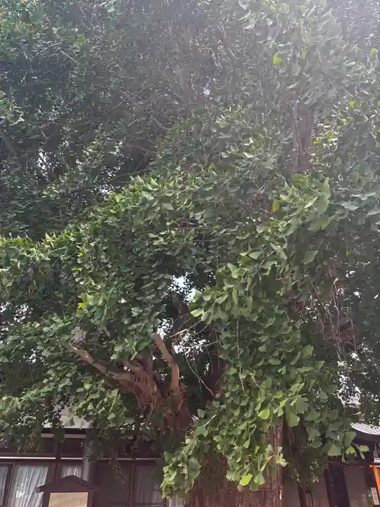 和田神社(滋賀県)