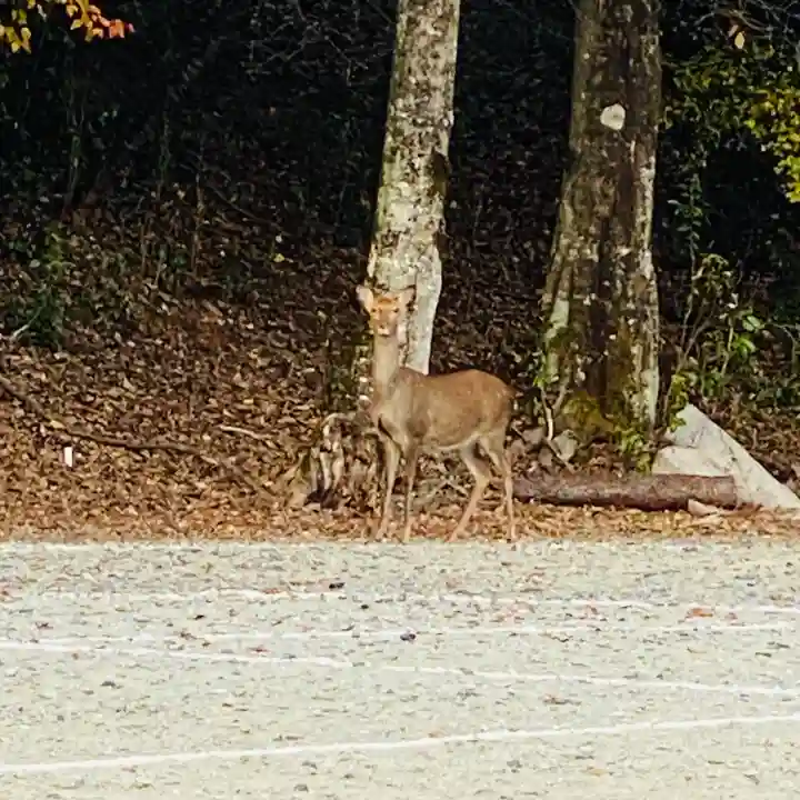 吉野神宮の動物