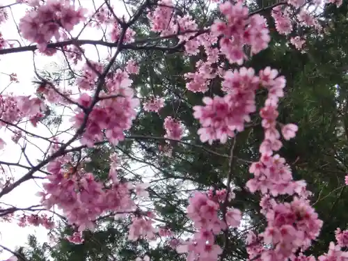 櫻木神社の自然
