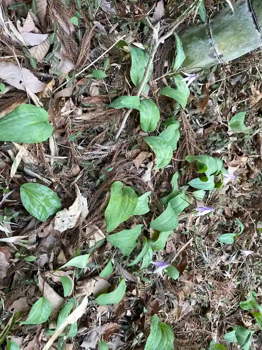 愛宕神社の自然