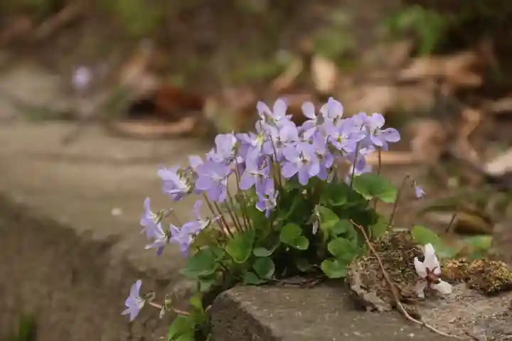 愛宕神社の自然
