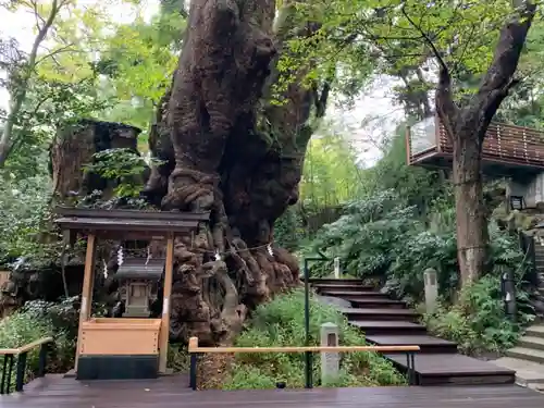 來宮神社の自然