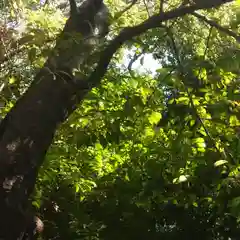 宗形神社の自然