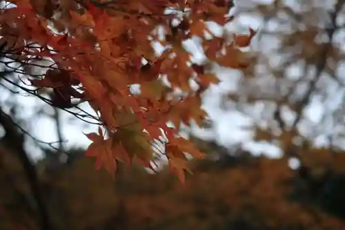 神峯山寺の自然