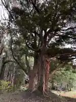 大宮神社の自然