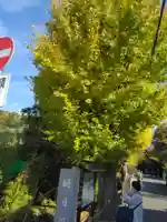 明月院(神奈川県)