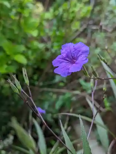 元慶寺(京都府)