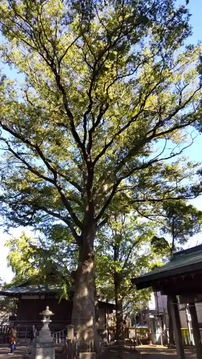 小杉神社(神奈川県)