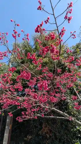 宇治神社の自然