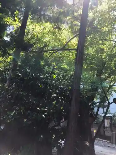 洲嵜神社の自然