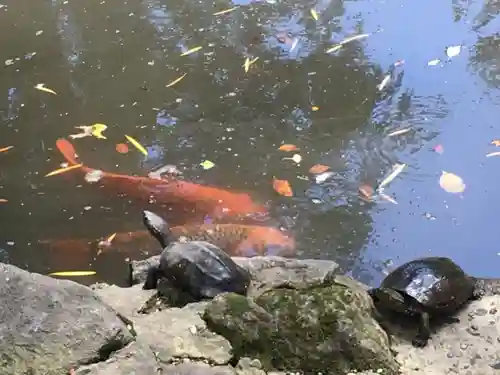 根津神社の動物