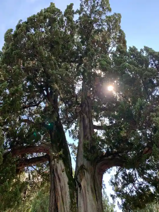 東福禅寺(東福寺)の自然