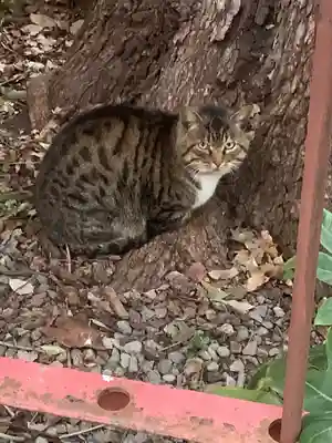 水野社(愛知県)