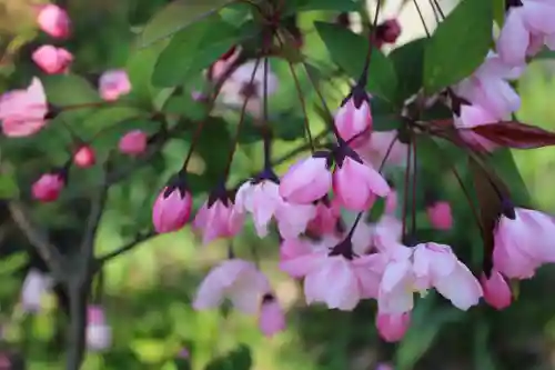 般若寺 ❁﻿コスモス寺❁(奈良県)