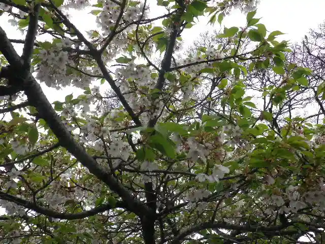 旗上弁財天社の自然