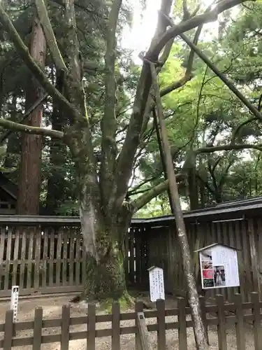 天岩戸神社の自然