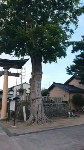  放生津八幡宮の自然