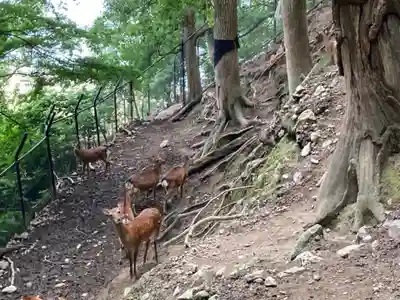 鹿島神社の動物