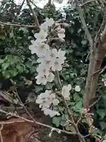 伏木香取神社の自然