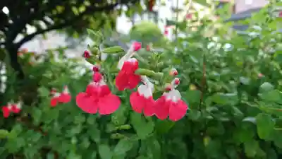 水神社（中瀬町）の自然