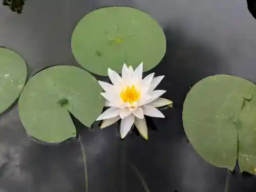 平安神宮(京都府)