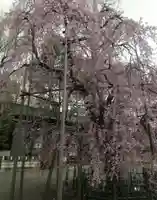 大國魂神社の自然