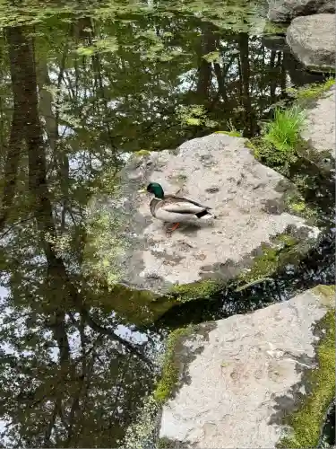 帯廣神社の動物