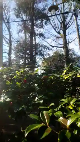 若宮神明社の自然