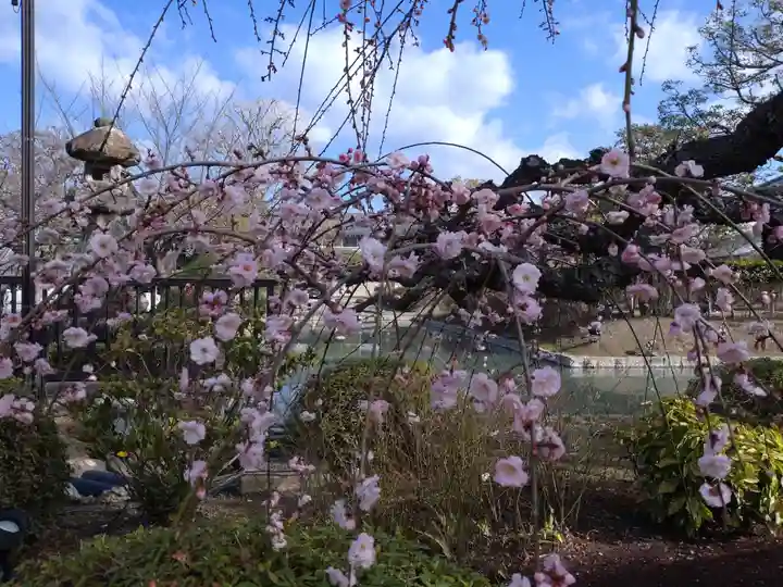 東寺(教王護国寺)の自然