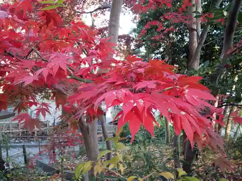 日枝神社の自然