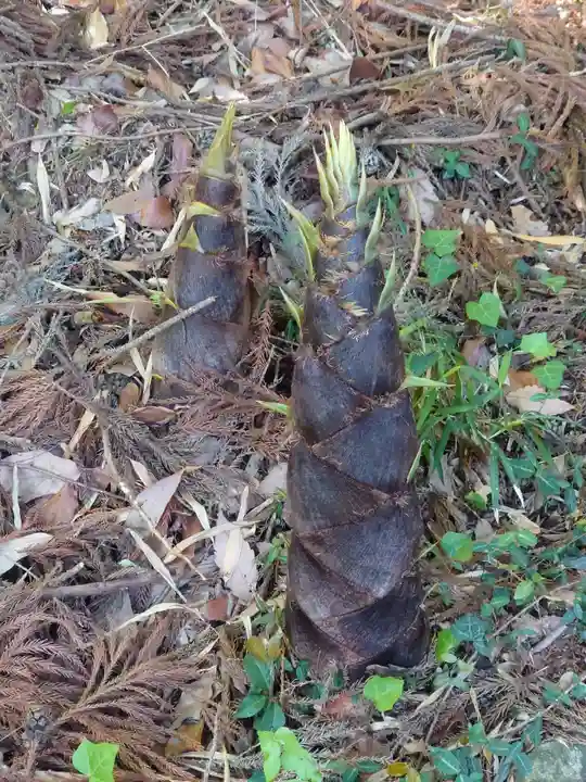 高養寺(埼玉県)
