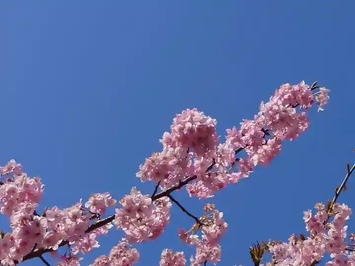 鷲宮神社(埼玉県)