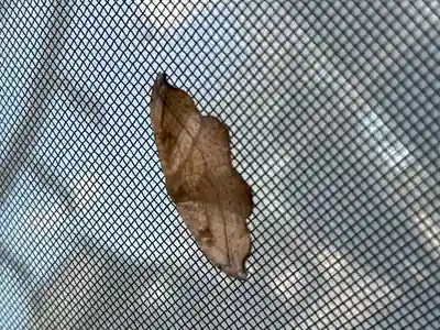 結城諏訪神社(茨城県)