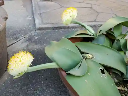 白旗観音寺の自然