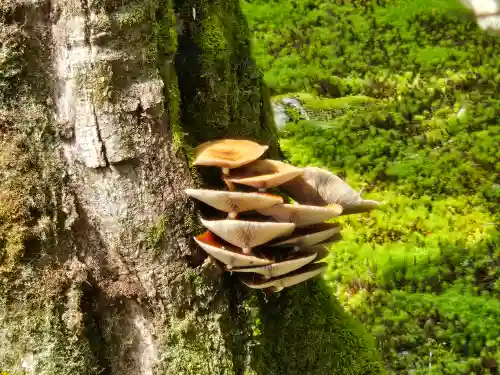 慈照寺（慈照禅寺・銀閣寺）(京都府)