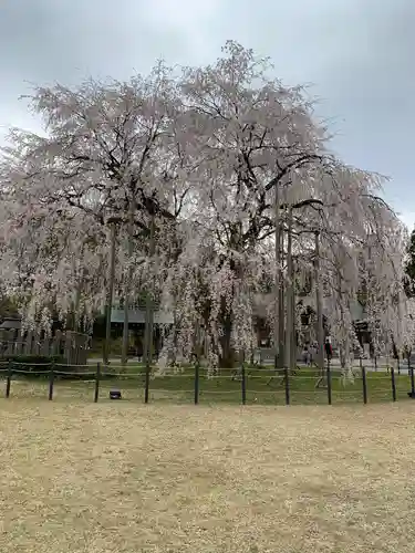 足羽神社の自然