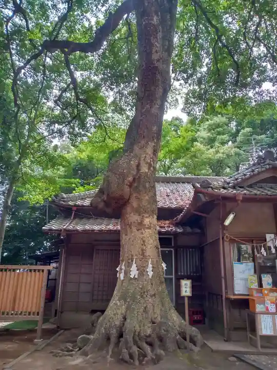 氷川女體神社の自然
