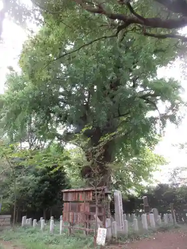 芝東照宮の自然