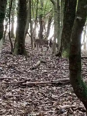 諭鶴羽神社の動物