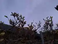 倶梨迦羅神社の自然