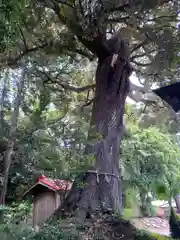 柳崎氷川神社(埼玉県)