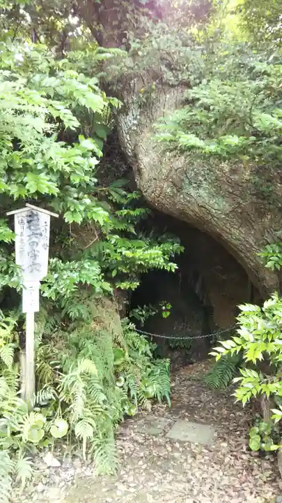 秋葉總本殿可睡斎の自然