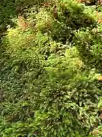 光明寺瑠璃光院の自然