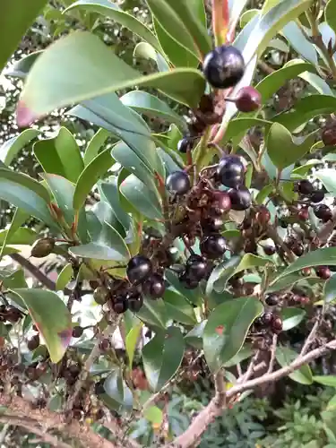 三輪神社の自然
