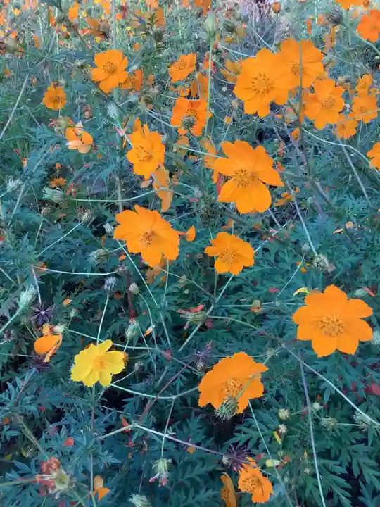 熊野社(塔野地)の自然