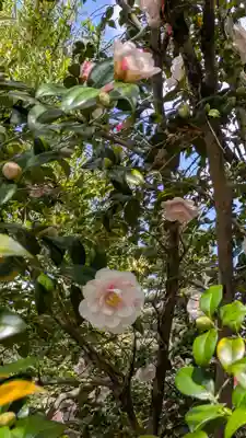 御香宮神社(京都府)