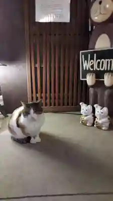 猫猫寺の動物